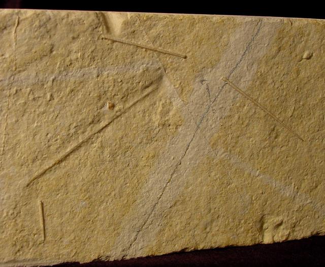 Polycidaris nusplingensis GRAWE-BAUMEISTER et al. 2000 - Bild © FossNet FossilienStore